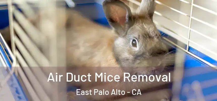  Air Duct Mice Removal East Palo Alto - CA